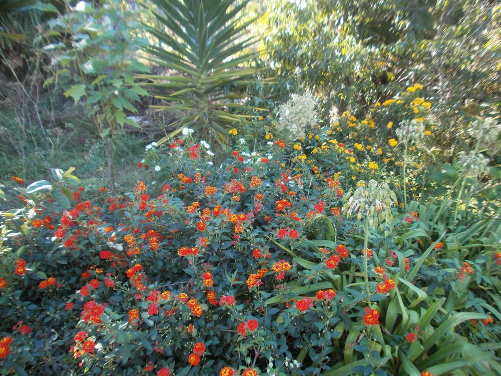 Finca Las Palmeras Icod De Los Vinos Cameră foto