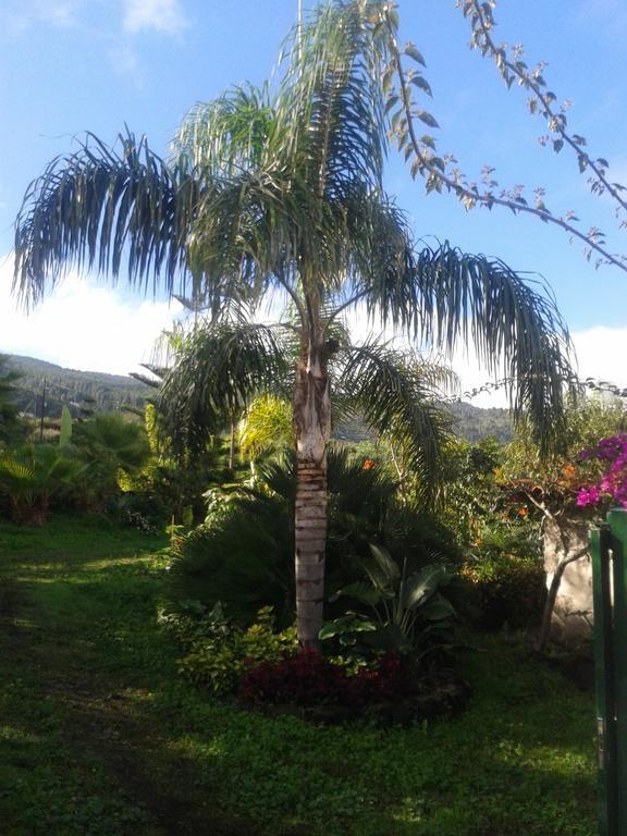 Finca Las Palmeras Icod De Los Vinos Cameră foto