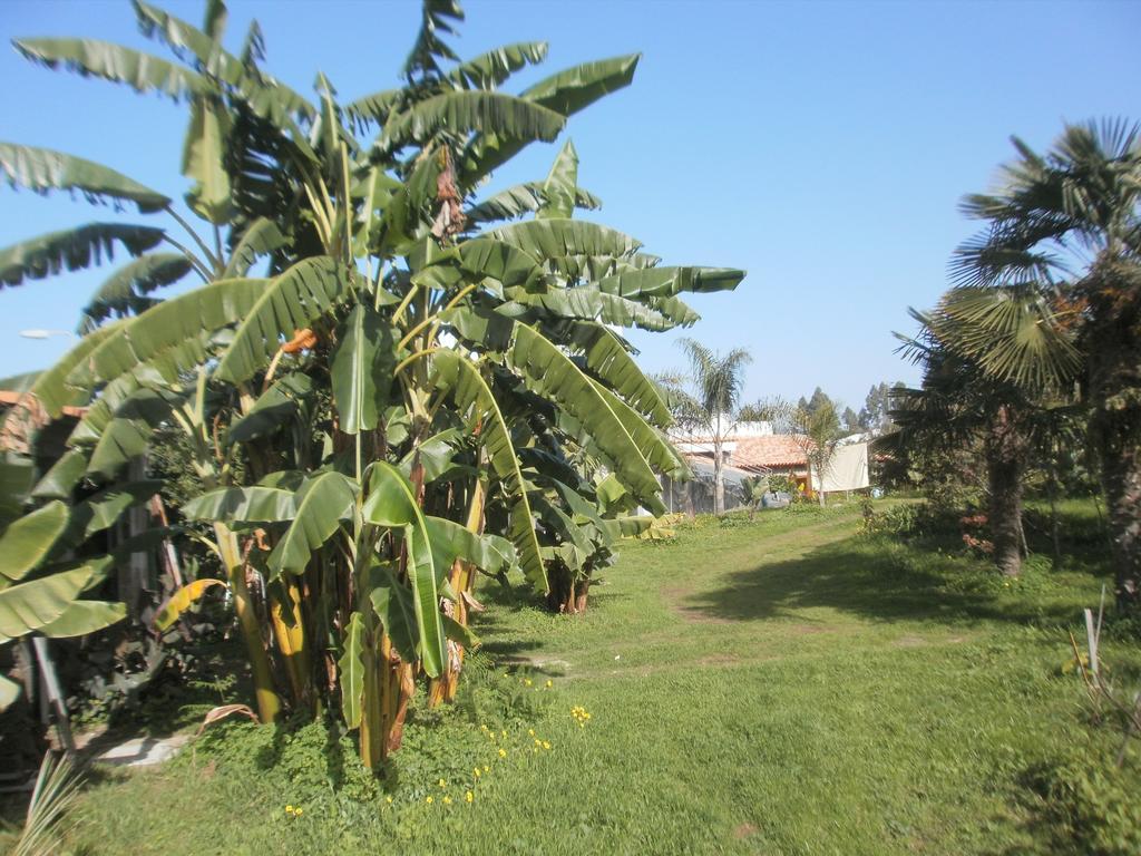 Finca Las Palmeras Icod De Los Vinos Cameră foto